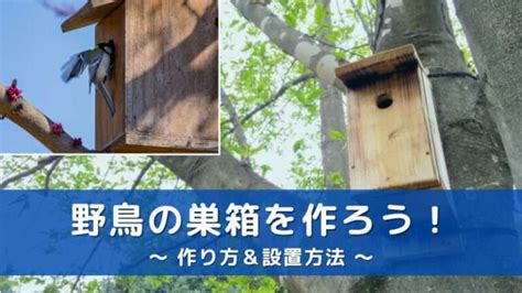 庭 鳥|庭に野鳥を呼ぼう！！